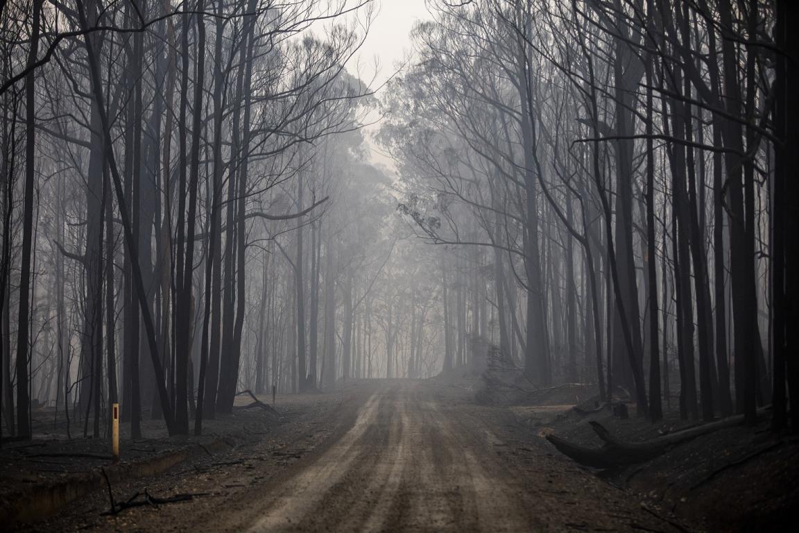 Dirt road cutting through forest of dark, leafless trees