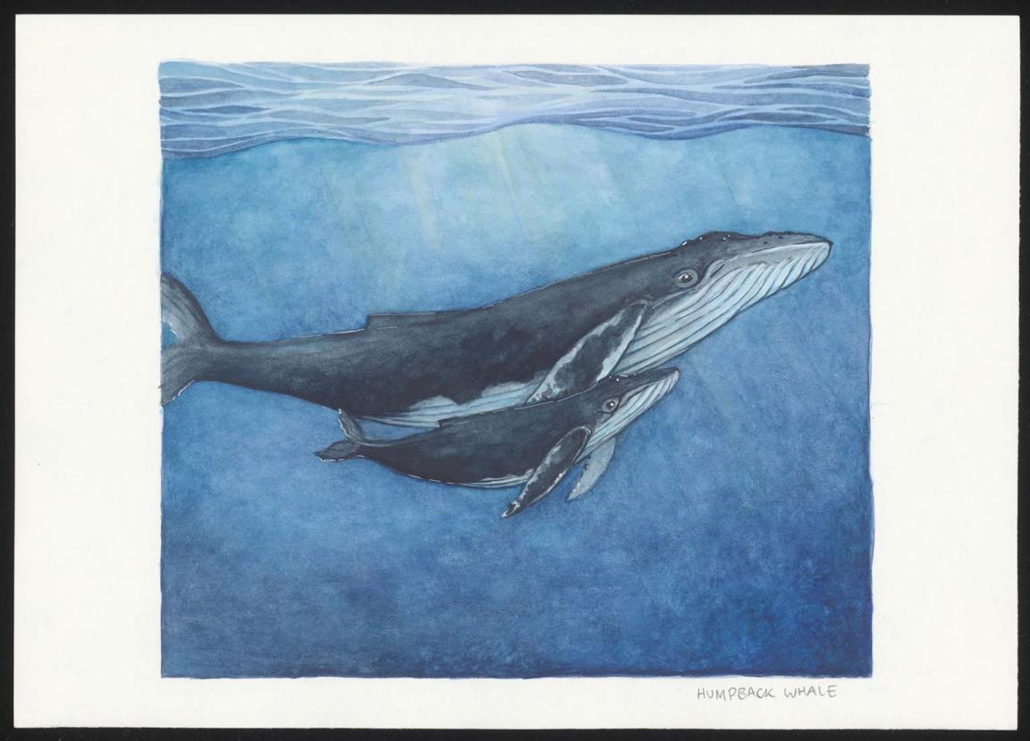 Painting of a humpback whale and its calf