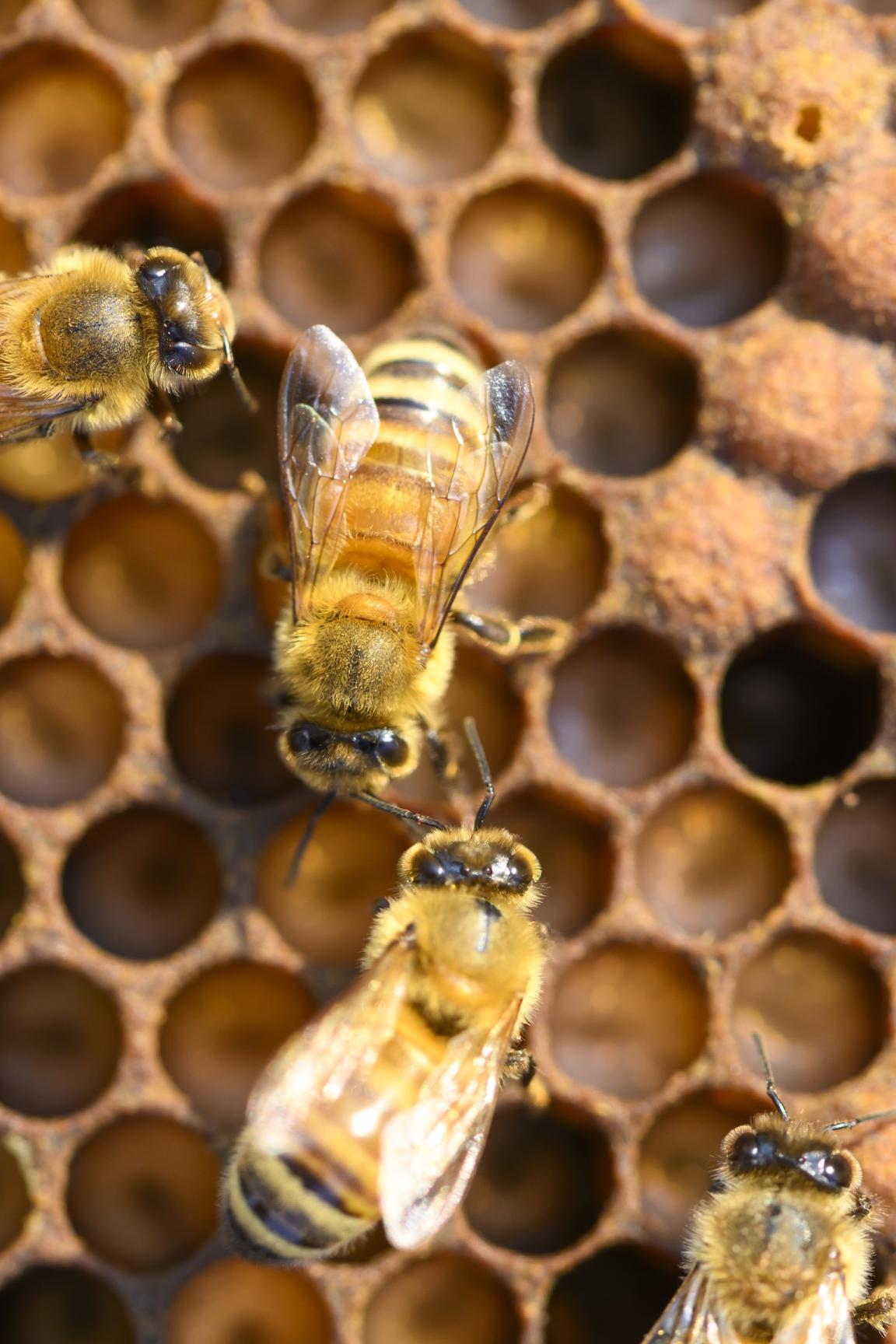 Photo close up of a European honey bees on the honeycomb of a beehive