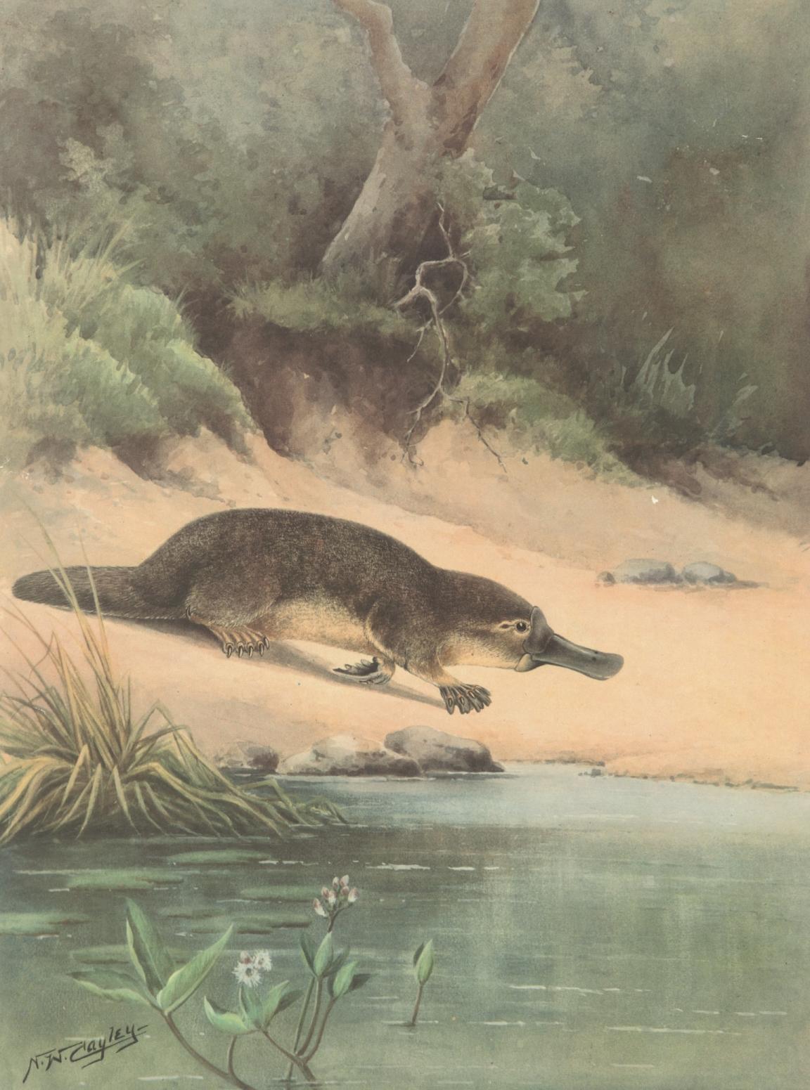 Illustration of a platypus walking along a river shore