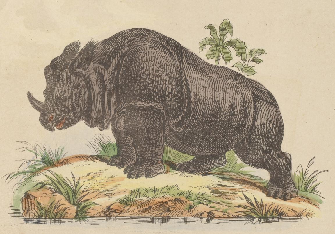 Illustration of a rhinoceros standing on a rock