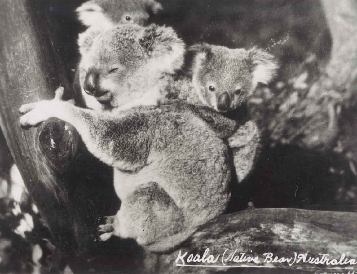 Black and white photo of a baby koala clinging to the back of a largeer koala, who's sitting on a branch