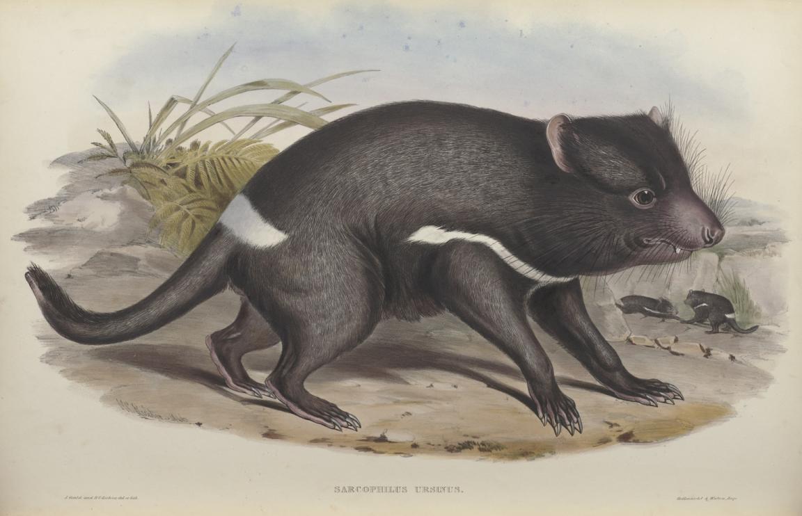 Detailed illustration of a tasmanian devil