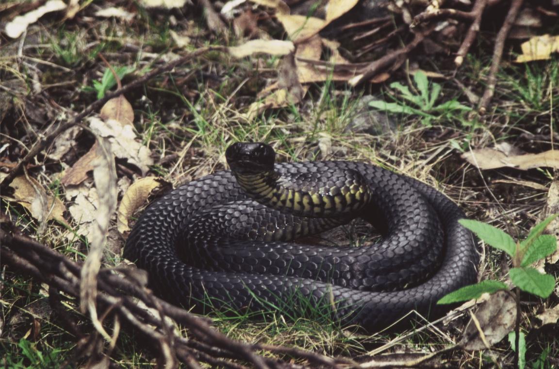 Photo of a coiled snake with black and yellow scales and it's head raised