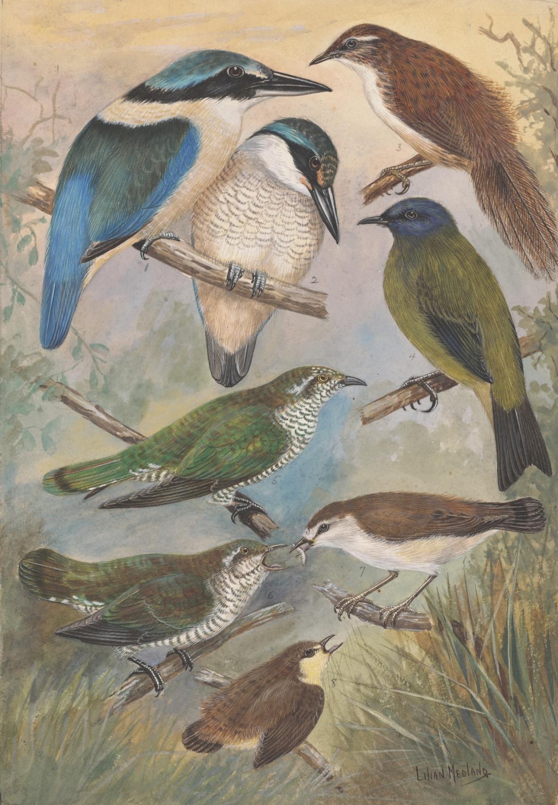 Colourful illustration of 8 different birds of various sizes