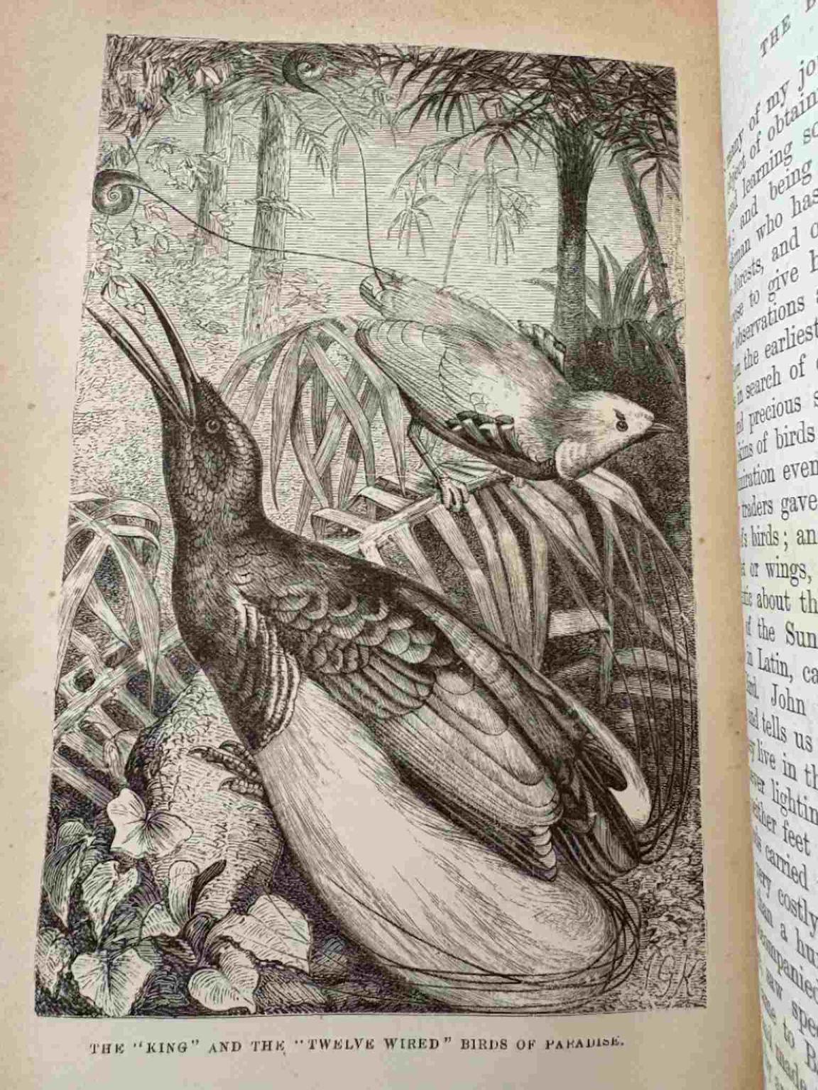 A page from a book with illustrations of birds in a forest