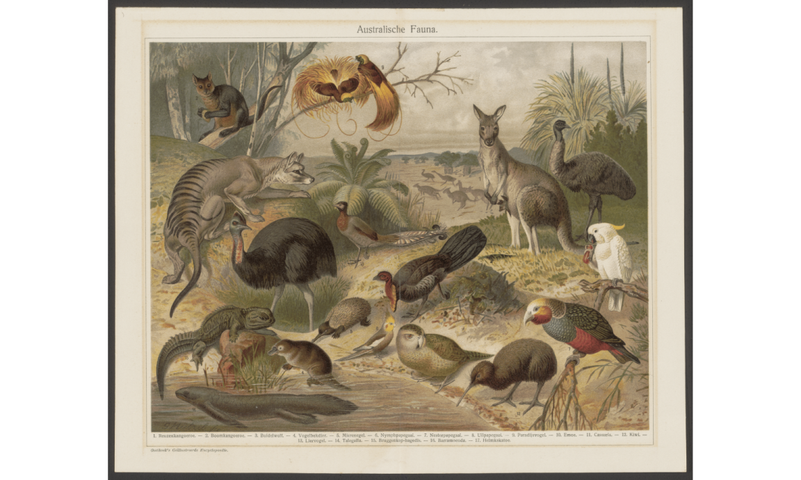 A hand drawn, colourised image of seventeen Australian animals including fish, lizards, birds and mammals from the early 1880s.