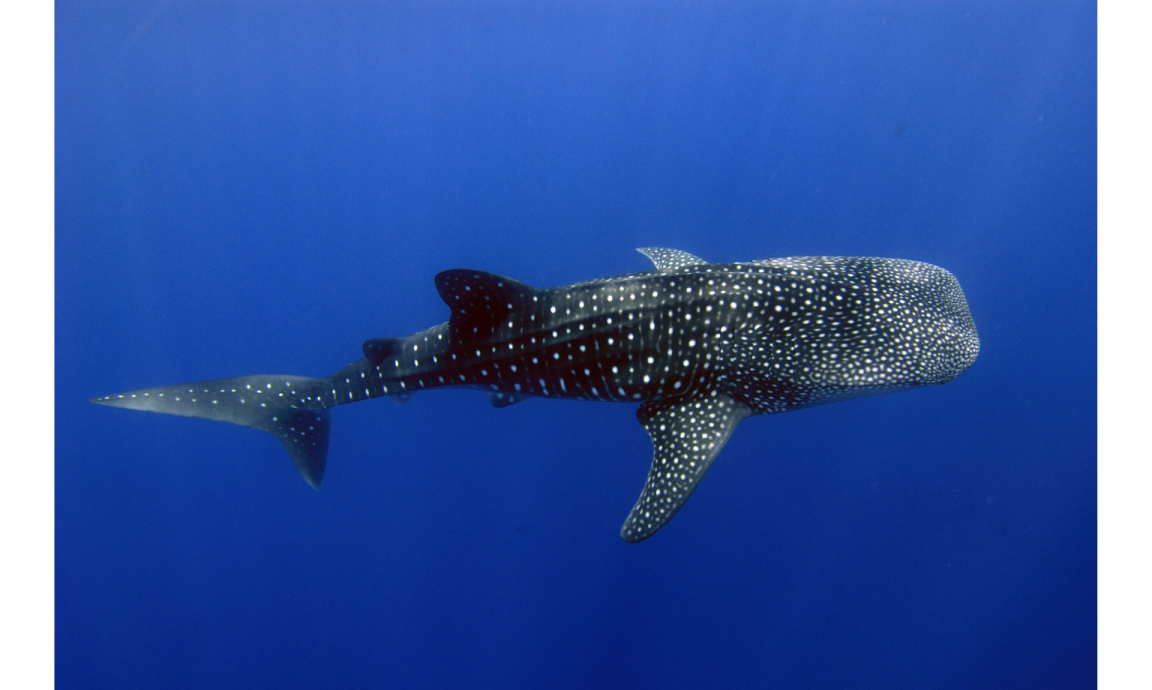 A photograph of a Whale Shark (black with white spots), swimming underwater, Copyright Commonwealth of Australia (Reef Authority). 