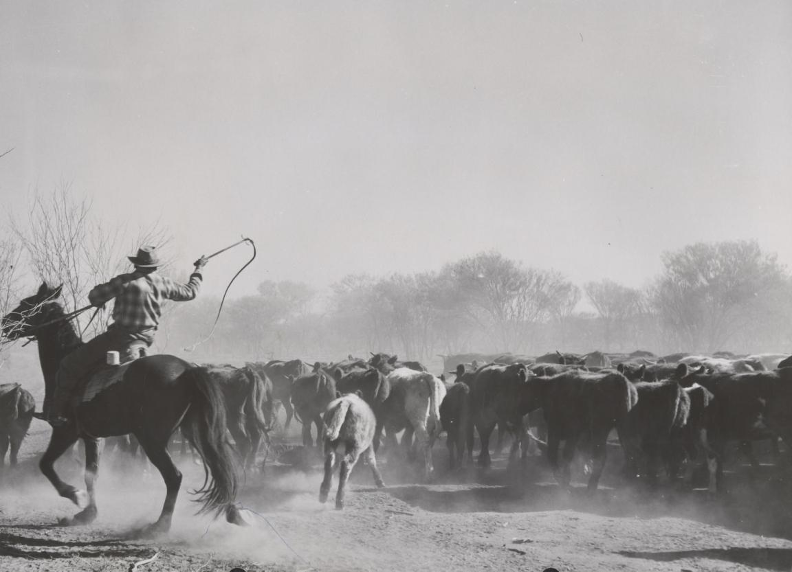 Black and white photo of a drover on a horse using a whip to direct cattle