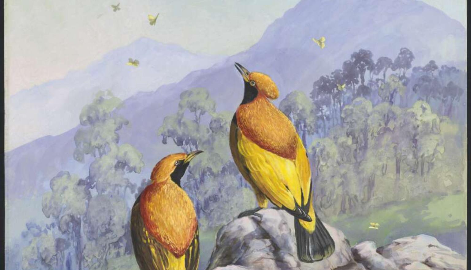 Two golden bower birds look towards mountain and sky