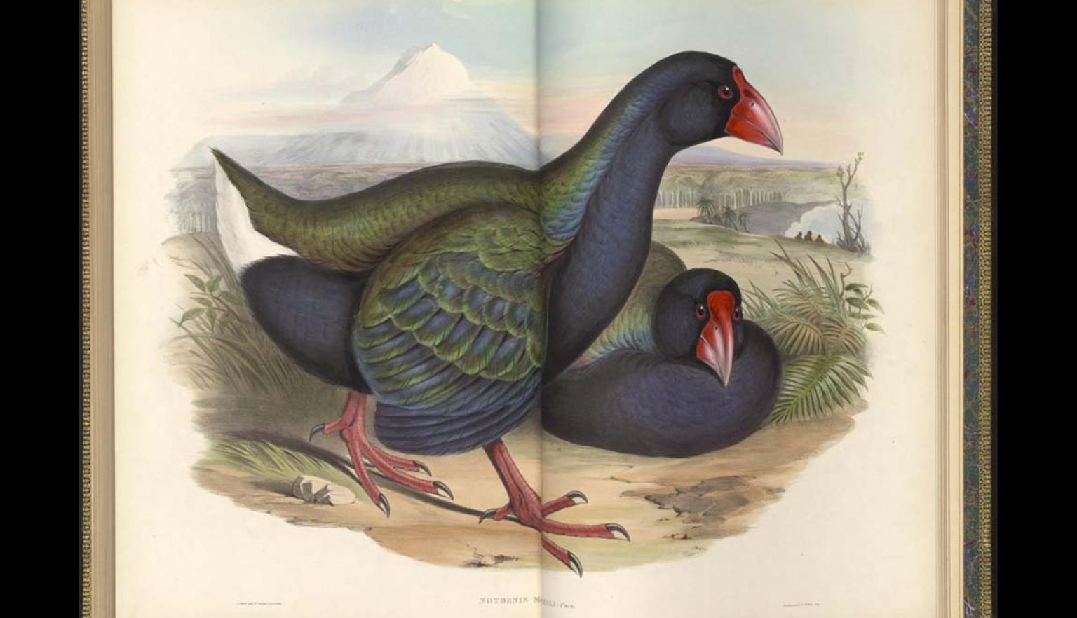 A full two page spread of two birds, one standing and one sitting behind the first, in a large old book.