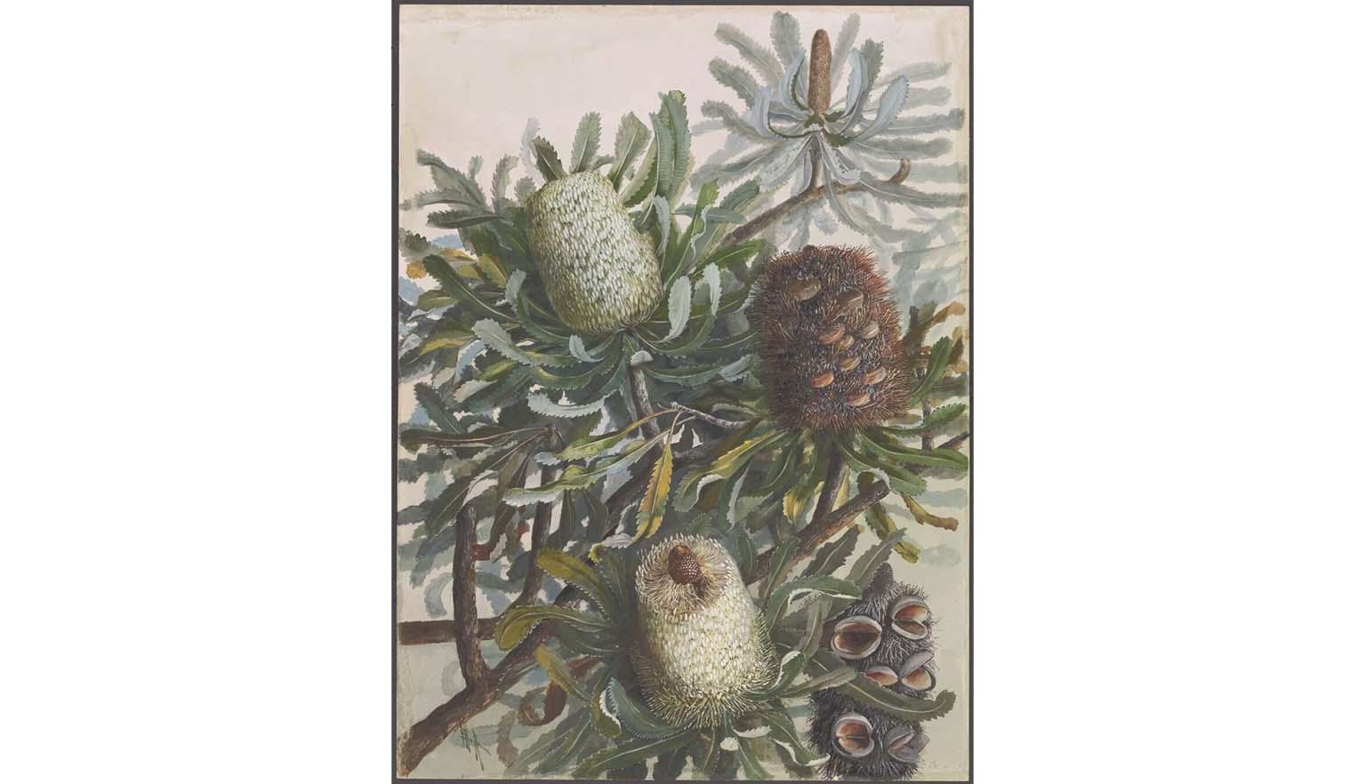 Watercolour painting of Banksia bush and flowers
