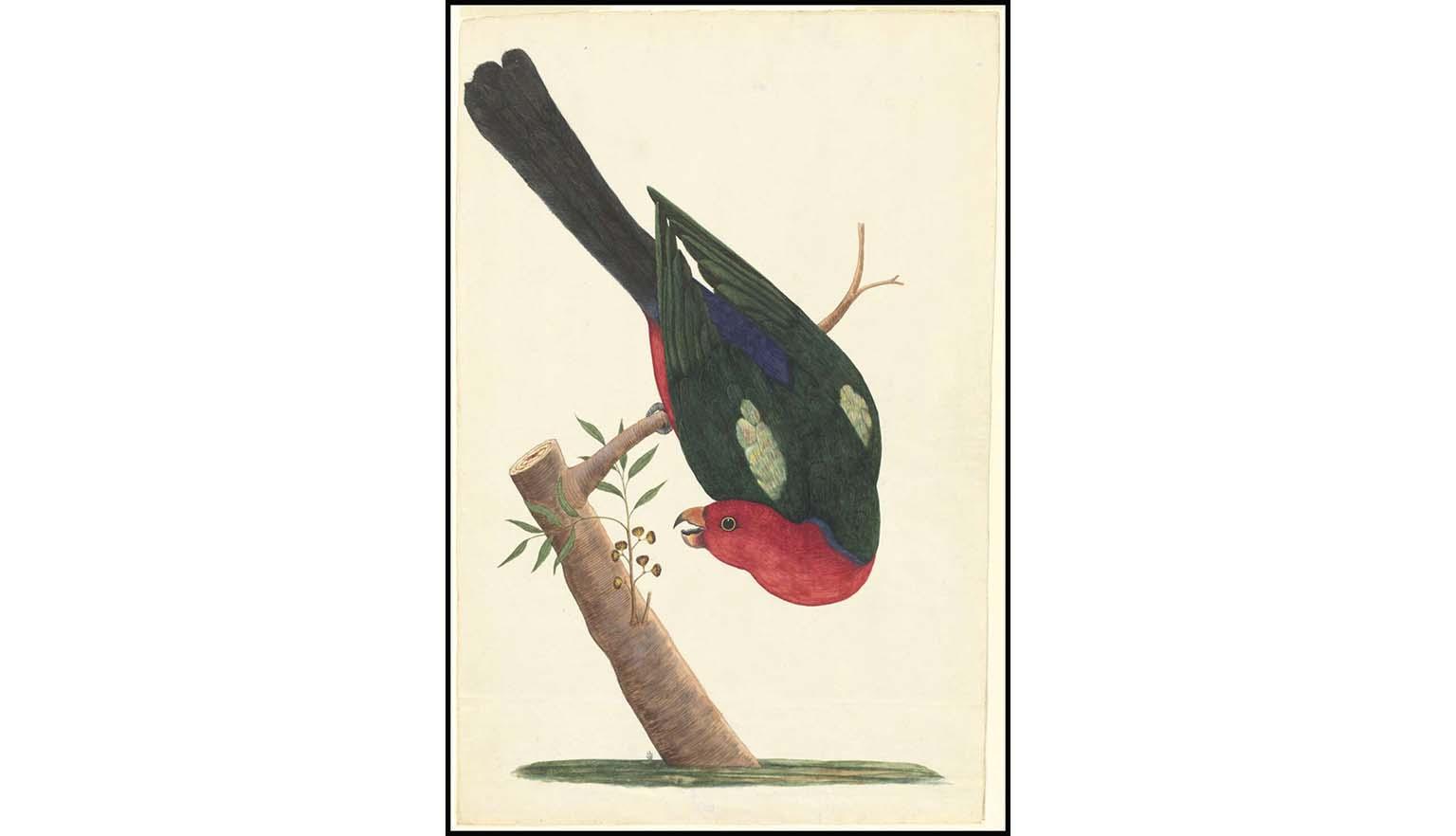 Watercolour drawing of a parrot