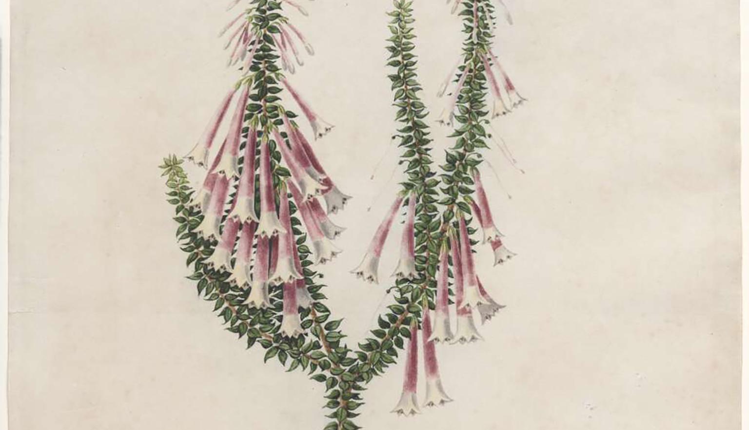 A hand drawn picture of a spreading shrub with egg-shaped, pointed leaves and red tube-shaped flowers