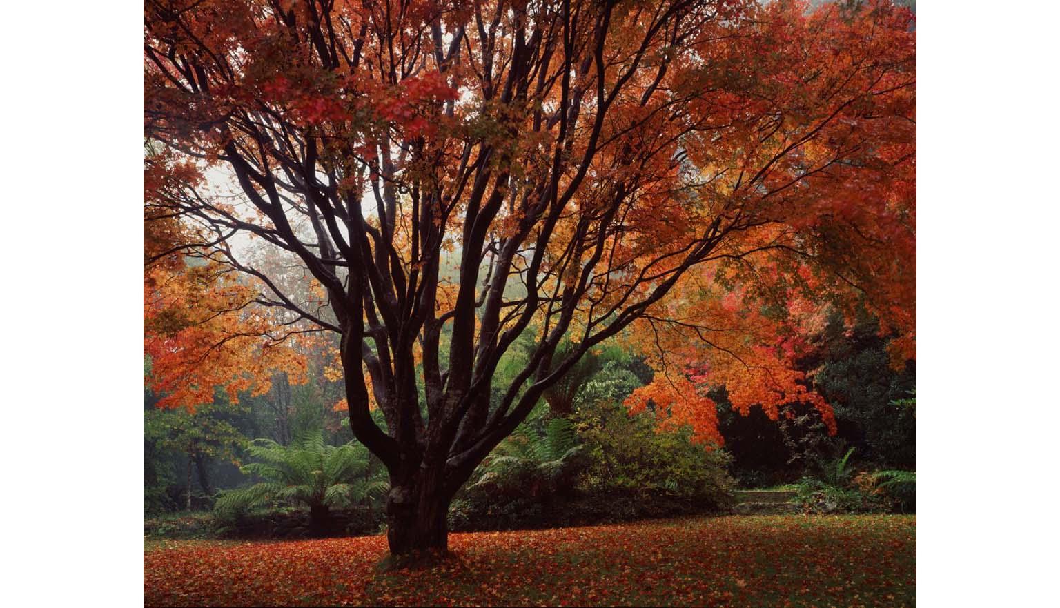 A large autumnal fern tree with a canopy that takes up most of the image. It's leaves a brilliant reds and oranges. Many leaves have fallen on the grass below. In the background many lush green ferns can be seen