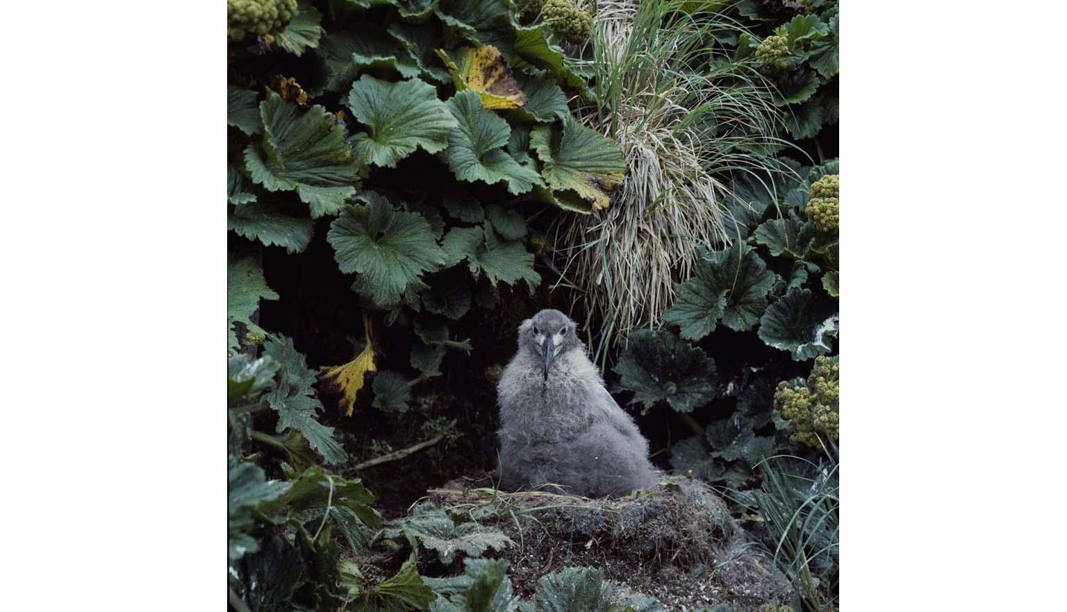 A fluffy grey chick sits on a nest among lush green leaves and grasses.