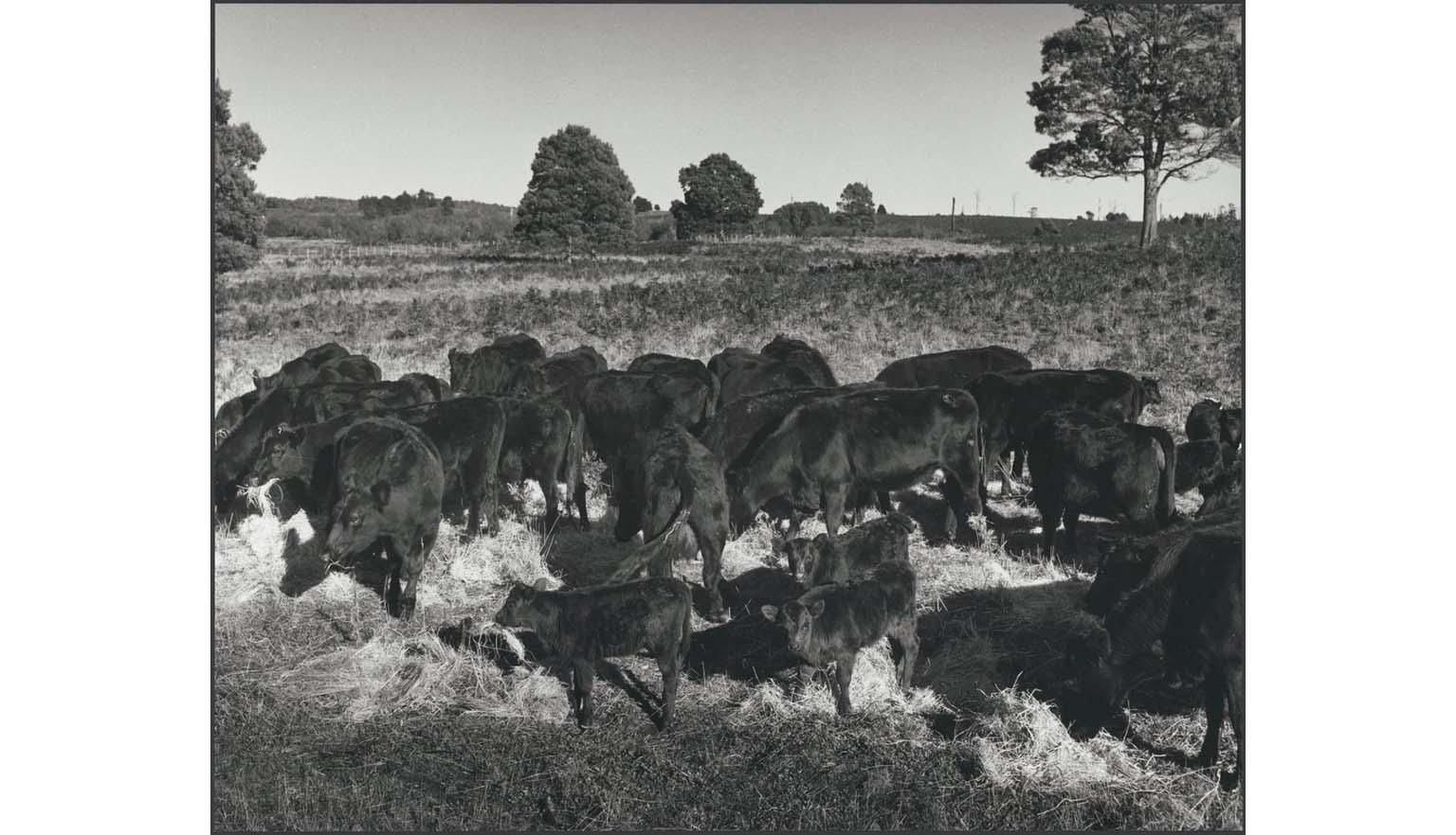cattle grazing in bushland