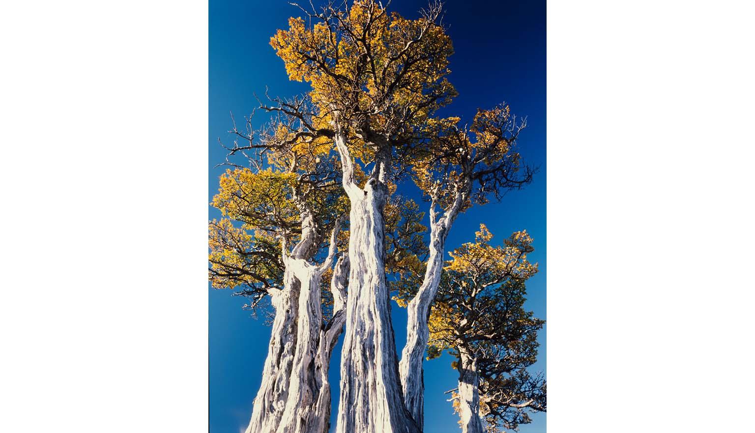 A low angle shot looking up at large beech trees. Their trunks are bleached white and their leaves are brilliant yellow against a deep blue sky.
