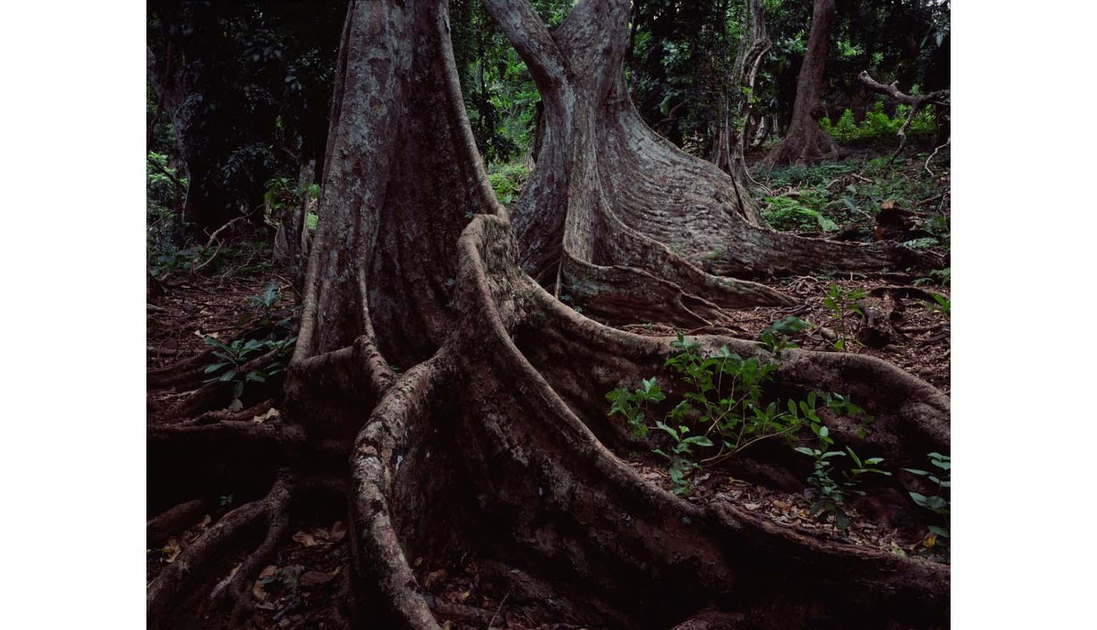 Buttressed tree roots spread across the floor of a forest.