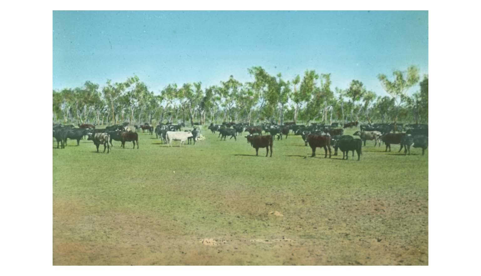 A herd of cattle grazing on a field. The green grass is pitted and muddy in places where the cows have walked.