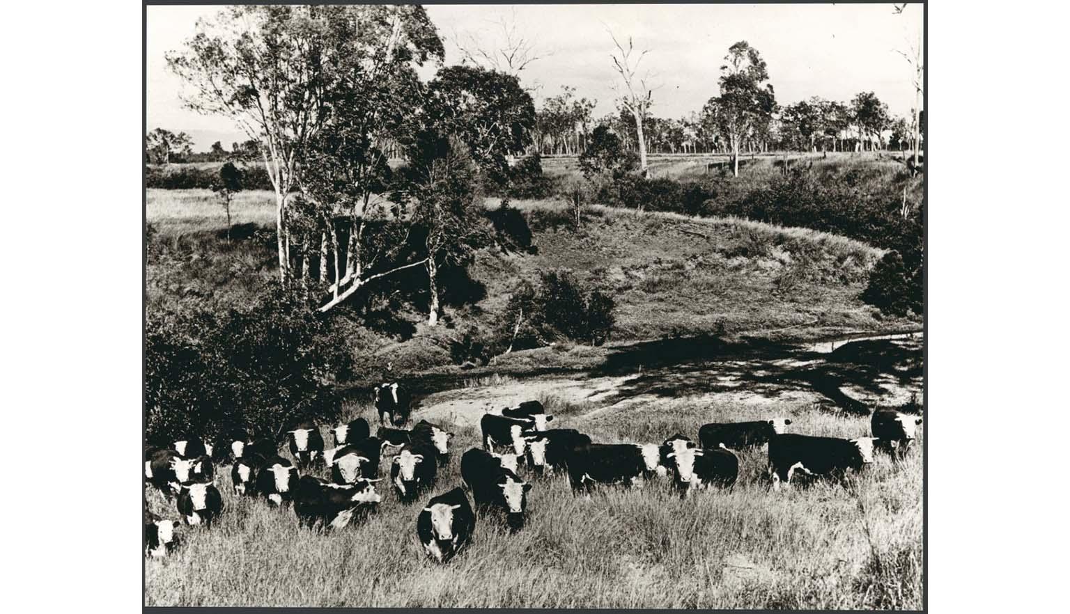 cattle in the Australian bush