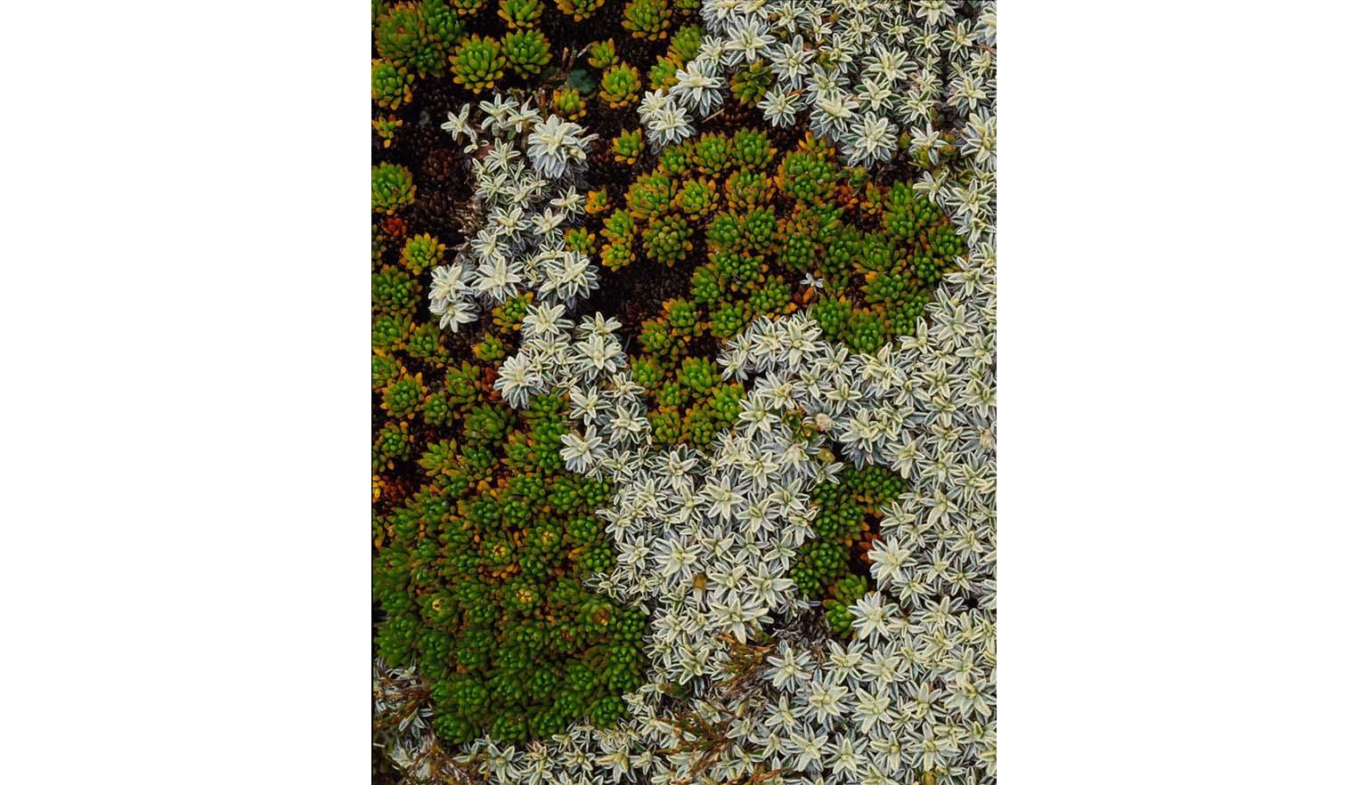 A carpet of white and green flowers and leaves.