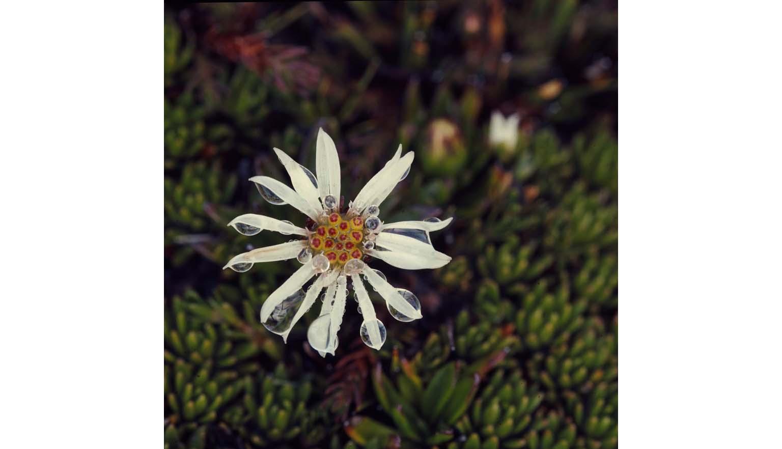 A sixteen petaled white daisy sits among green fleshy leaves. The daisy has water drops on some of its petals