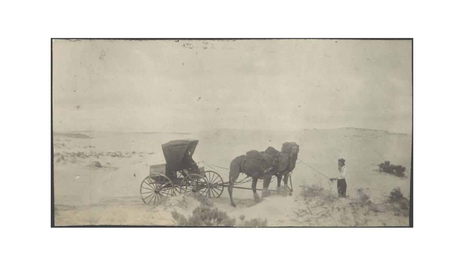 A photo of a man leading a camel-drawn carriage across desert sand dunes in South Australia.