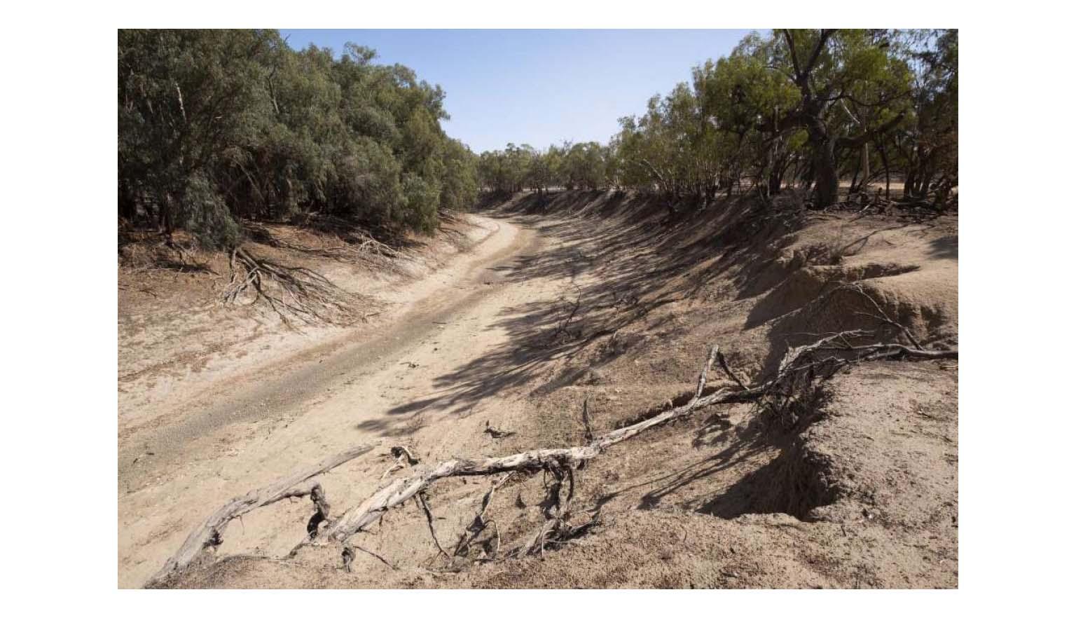 A dry river bed surrounded by low shrubby trees.