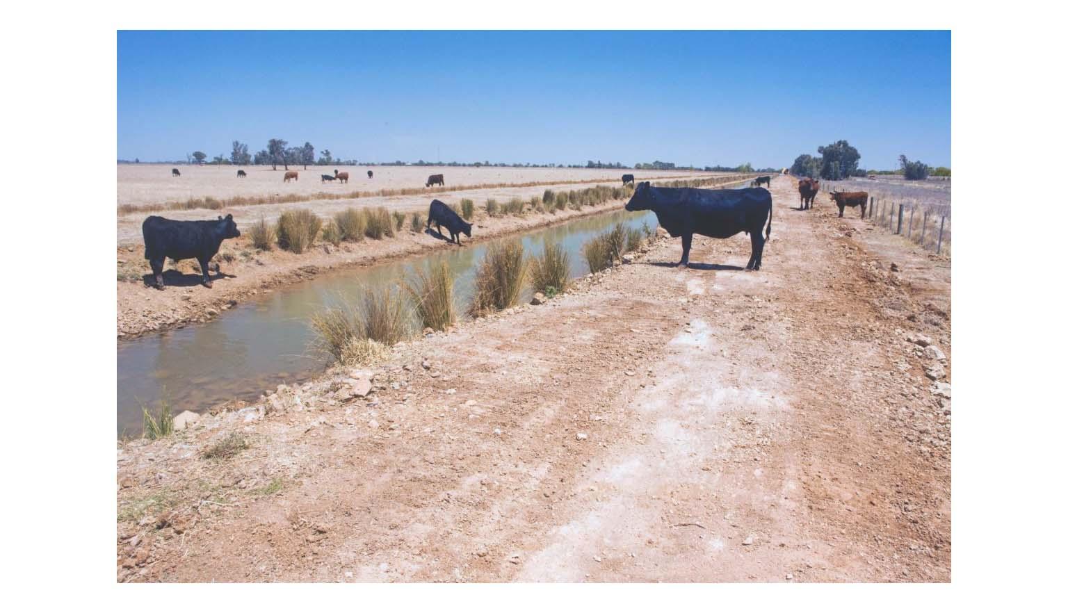 Cows stand around a narrow irrigation channel. The surrounding landscape is dusty and dry.
