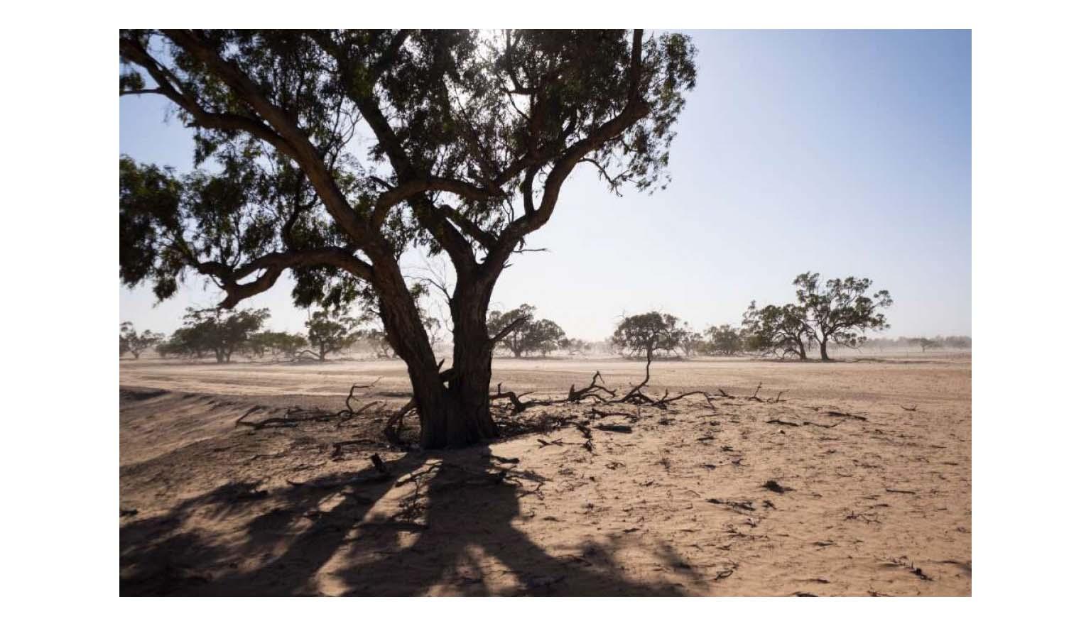 A dry dusty plain. The sun is beating down on the dusty soil. The landscape is dotted with trees