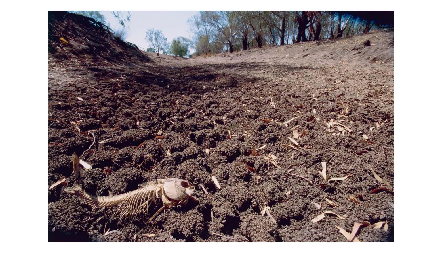 A dry riverbed surrounded by scrubby trees. The skeleton of a fish lays in the riverbed.