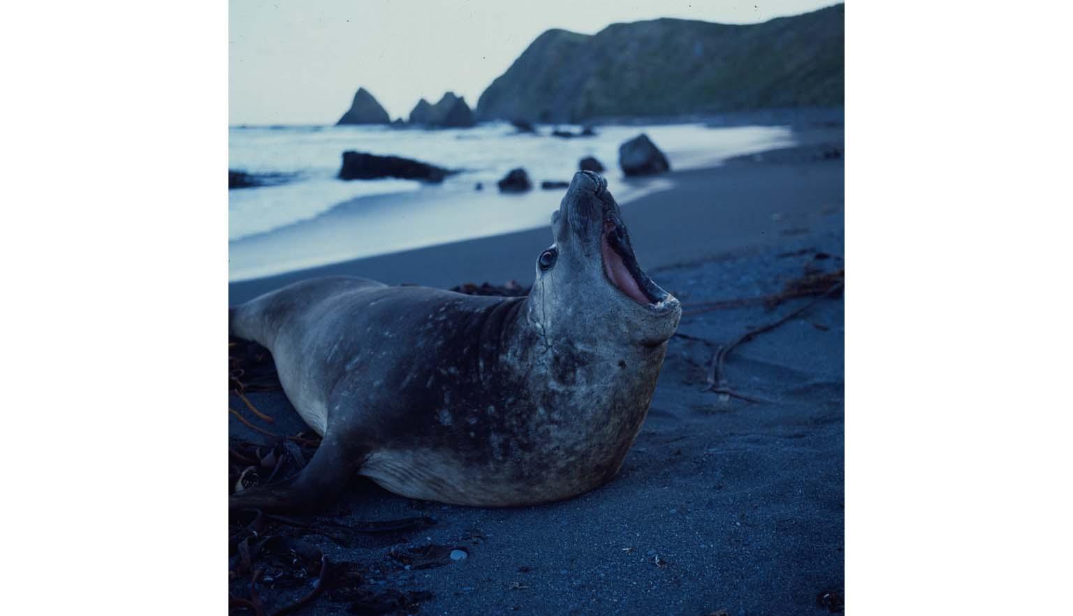 A large grey seal is laying on a dark grey beach. The seal is mid-bellow showing the inside of its mouth. In the background dark cliffs rise out of the water.