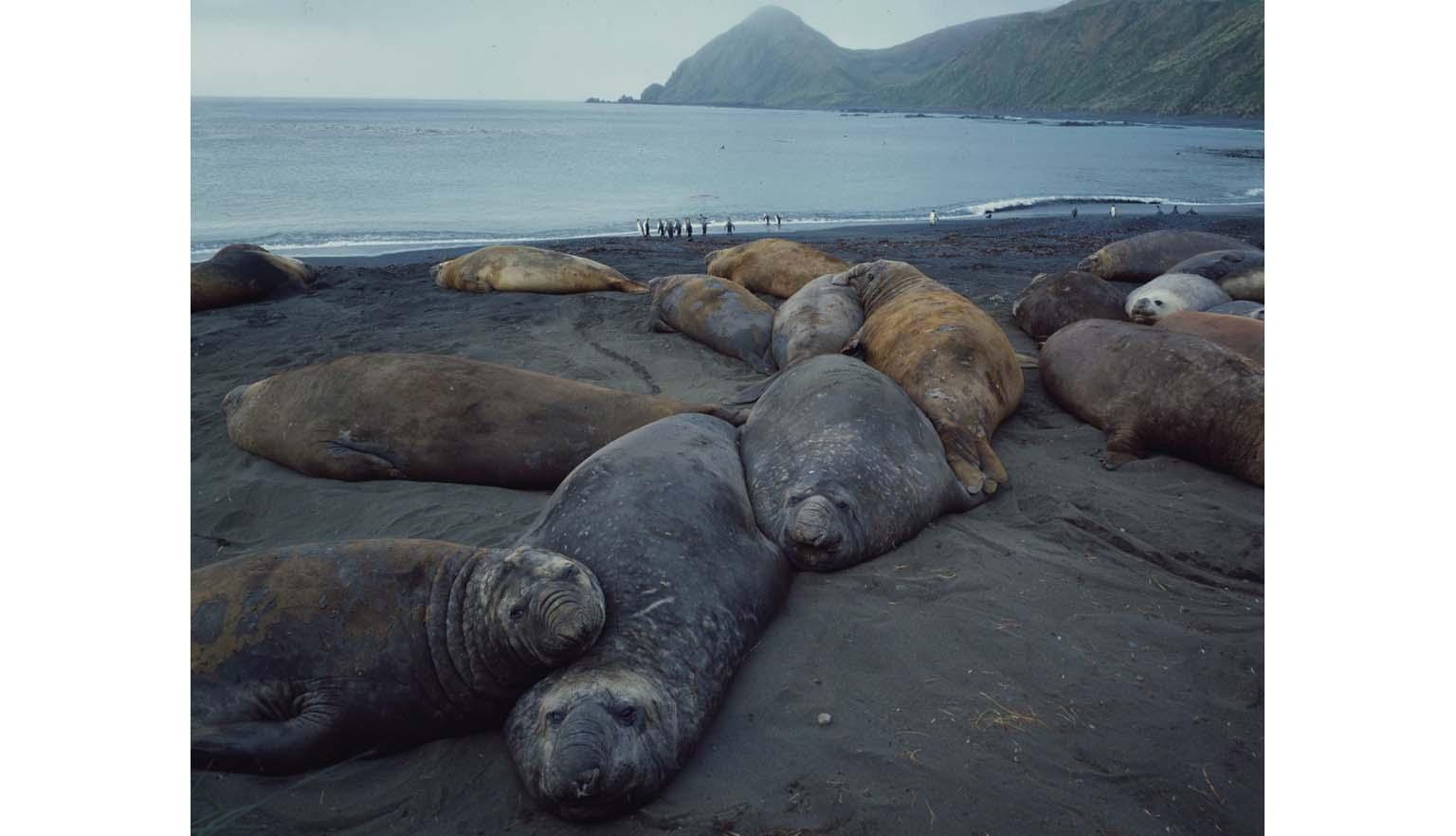 A herd of elephant seals lounge on a beach. The ocean is in the background. A small group of penguins are playing in the surf.