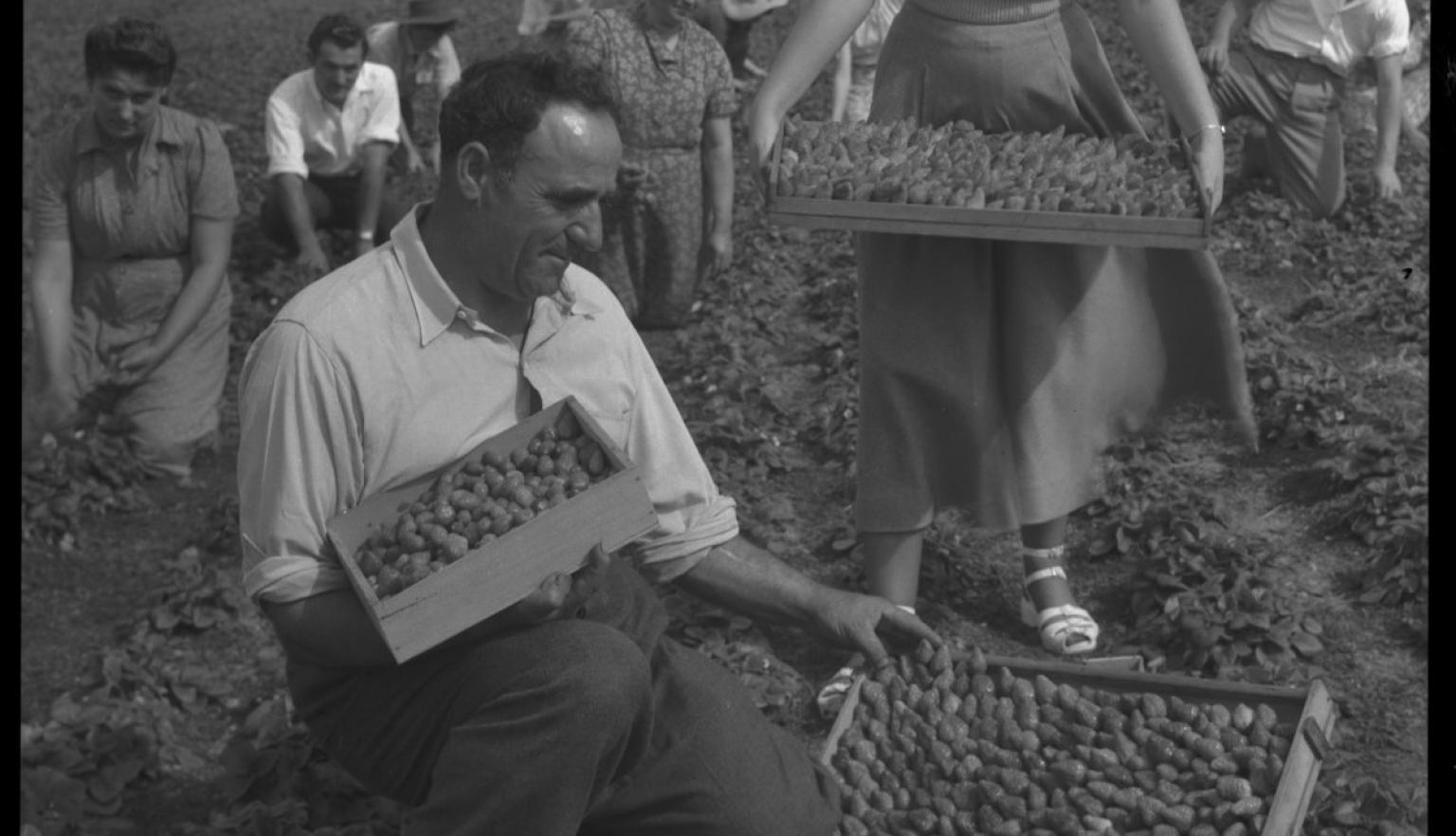 A black-and-white photograph of a man kneeling and holding a box of strawberries in a field, surrounded by others picking strawberries. A woman stands beside him holding a tray of strawberries.