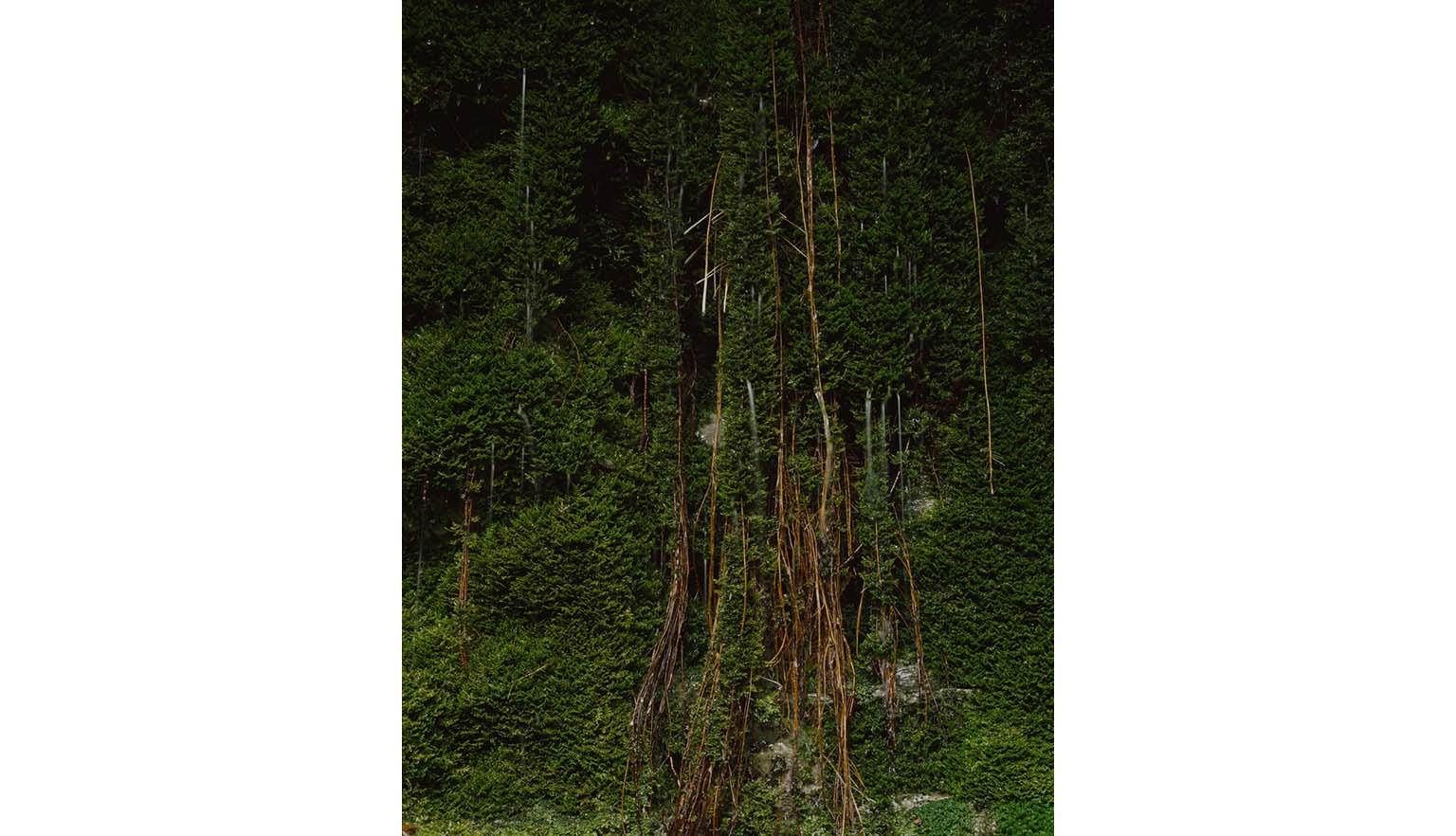A large tree draped in feeder roots and mosses