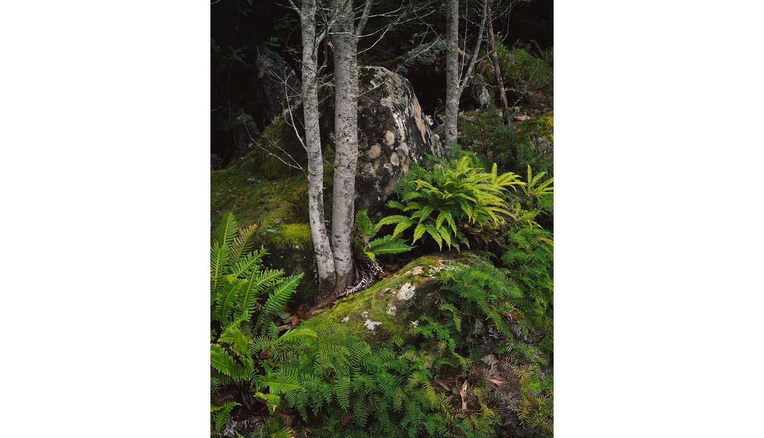 A forest scene with ferns and mossy boulders and trees.