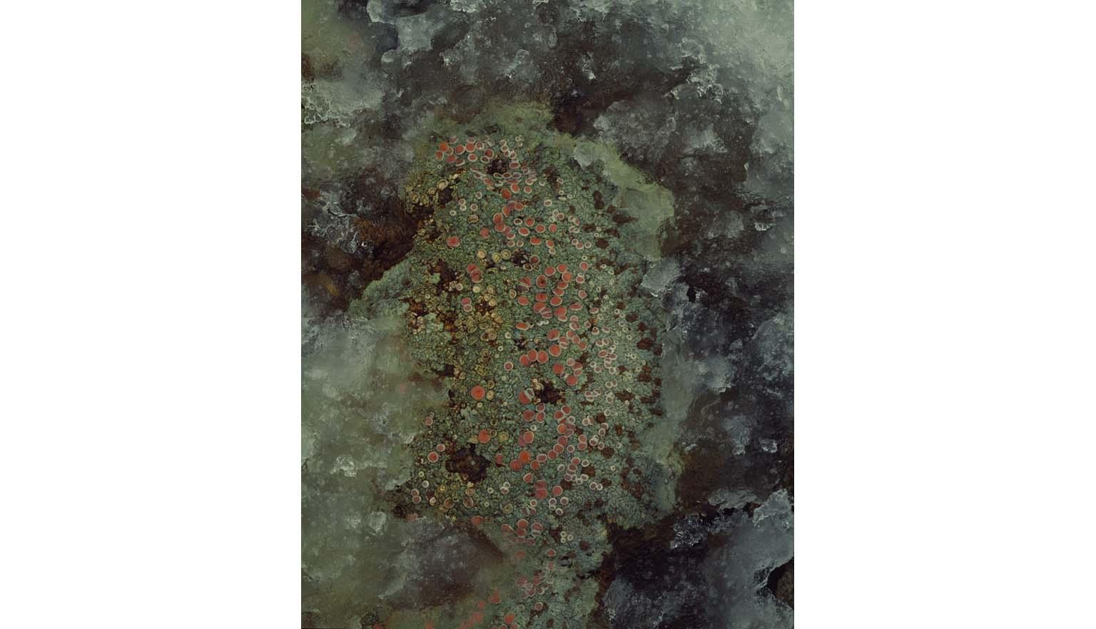 Pink and green lichen growing on a dark grey rock. The lichen is surrounded by ice.
