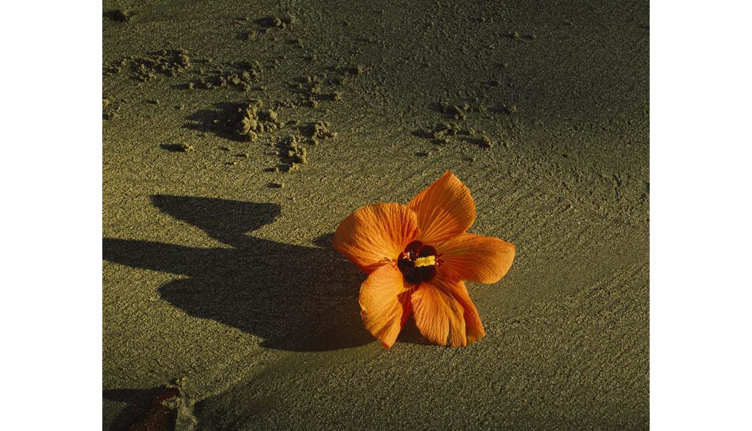 A bright orange hibiscus flower sits on a sandy beach. It is casting a long shadow.