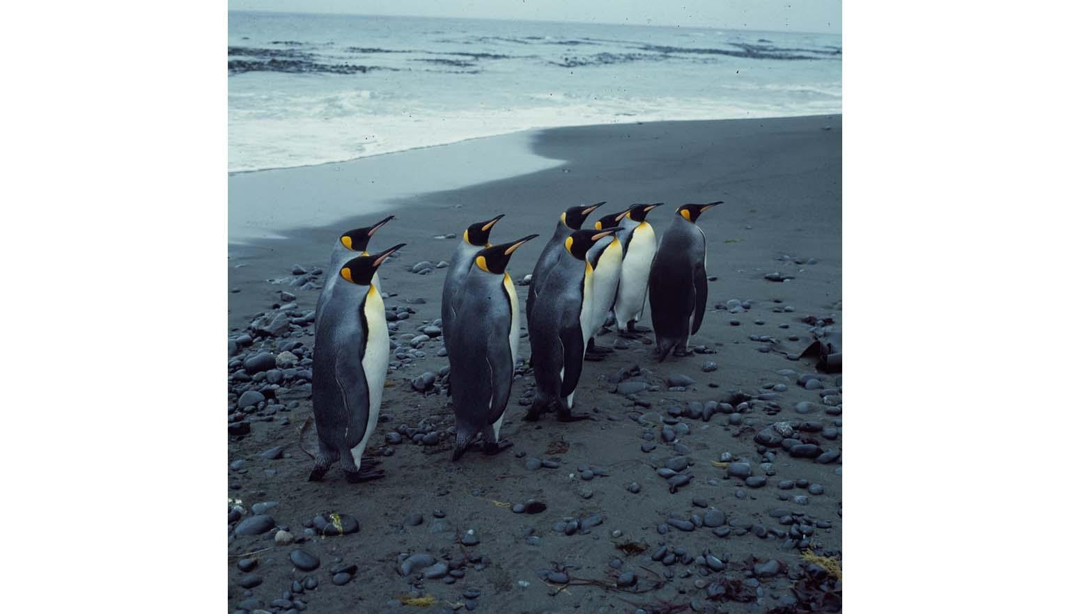 Nine King Penguins are standing on a grey bleak looking beach among sand and pebbles. The ocean is grey/white behind them.