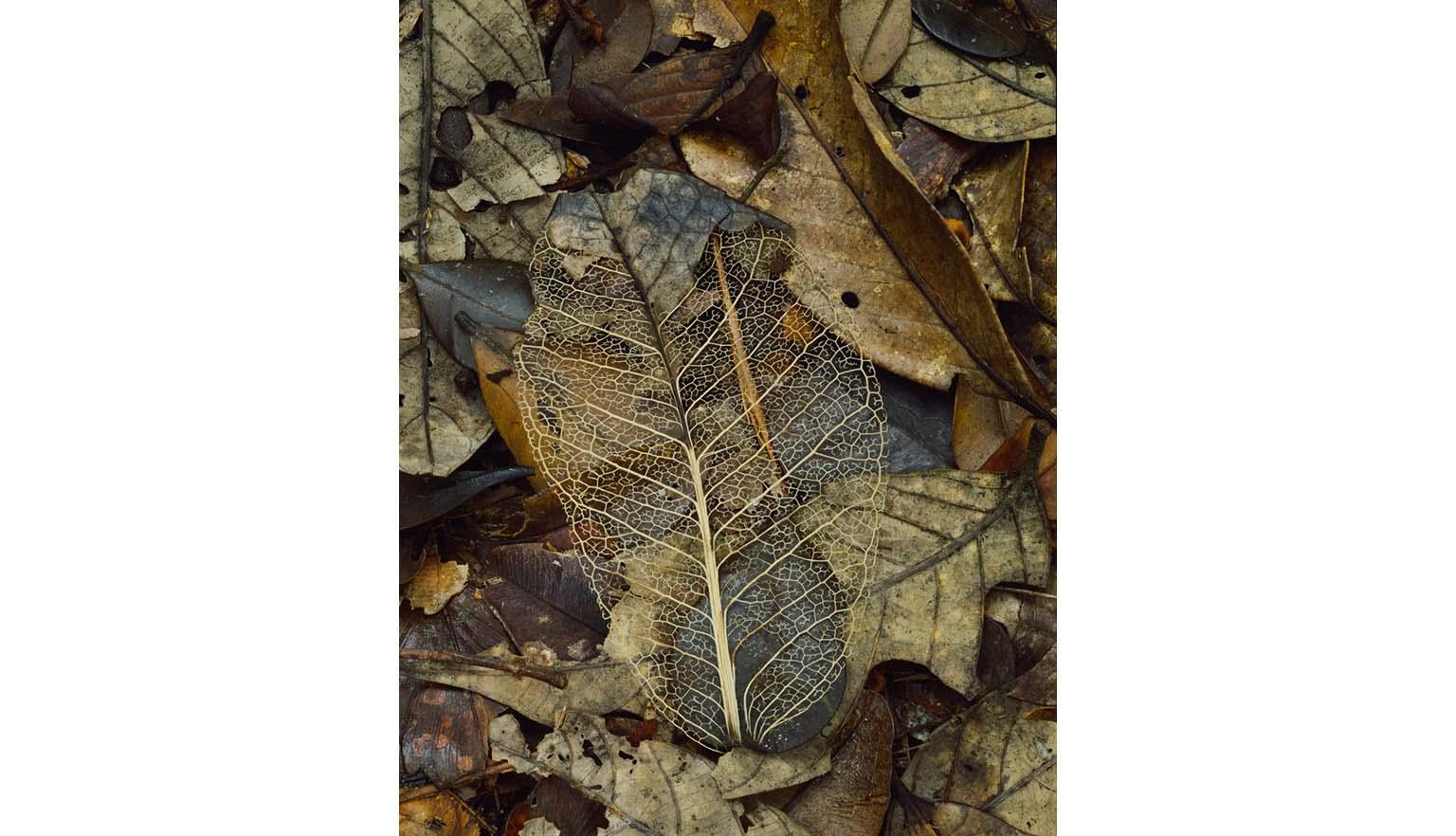The skeleton of a leaf sits on a bed of other dead dried leaves. The leaf skeleton has retained the woody veins of the leaf while the fleshy parts have decayed.