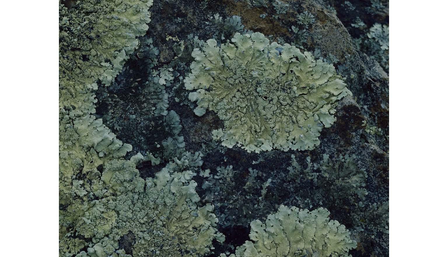 A close up image of lichen growing on a black/grey rock