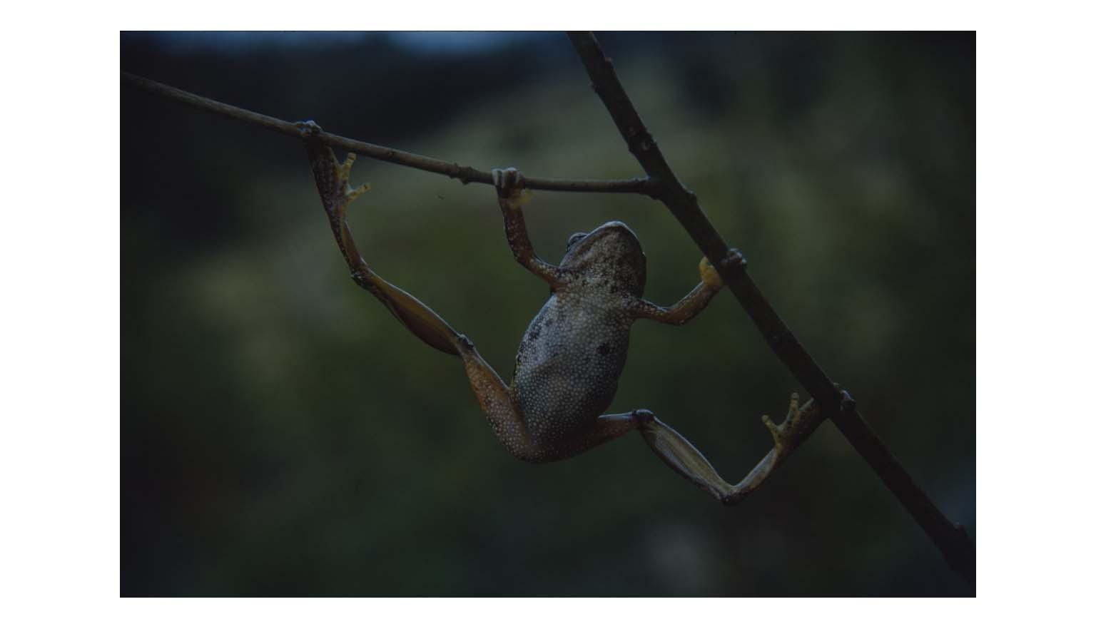 A frog is hanging from a twig. The frog is showing its belly, which is white. It's legs are orange and out stretched between two branches. 