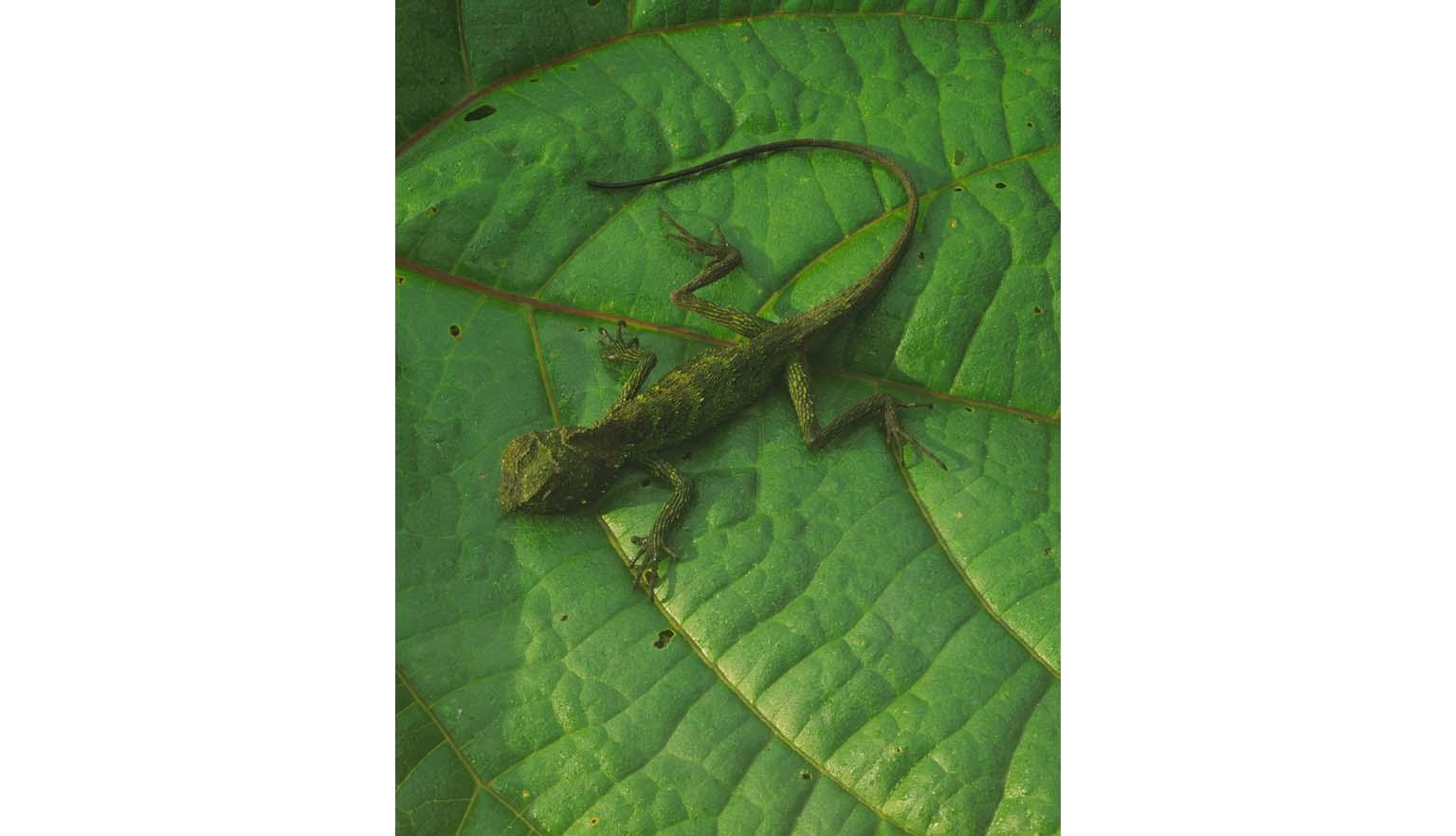 A small green lizard sits on a green leave. The lizard is slightly darker green than the leaf but it still hard to see