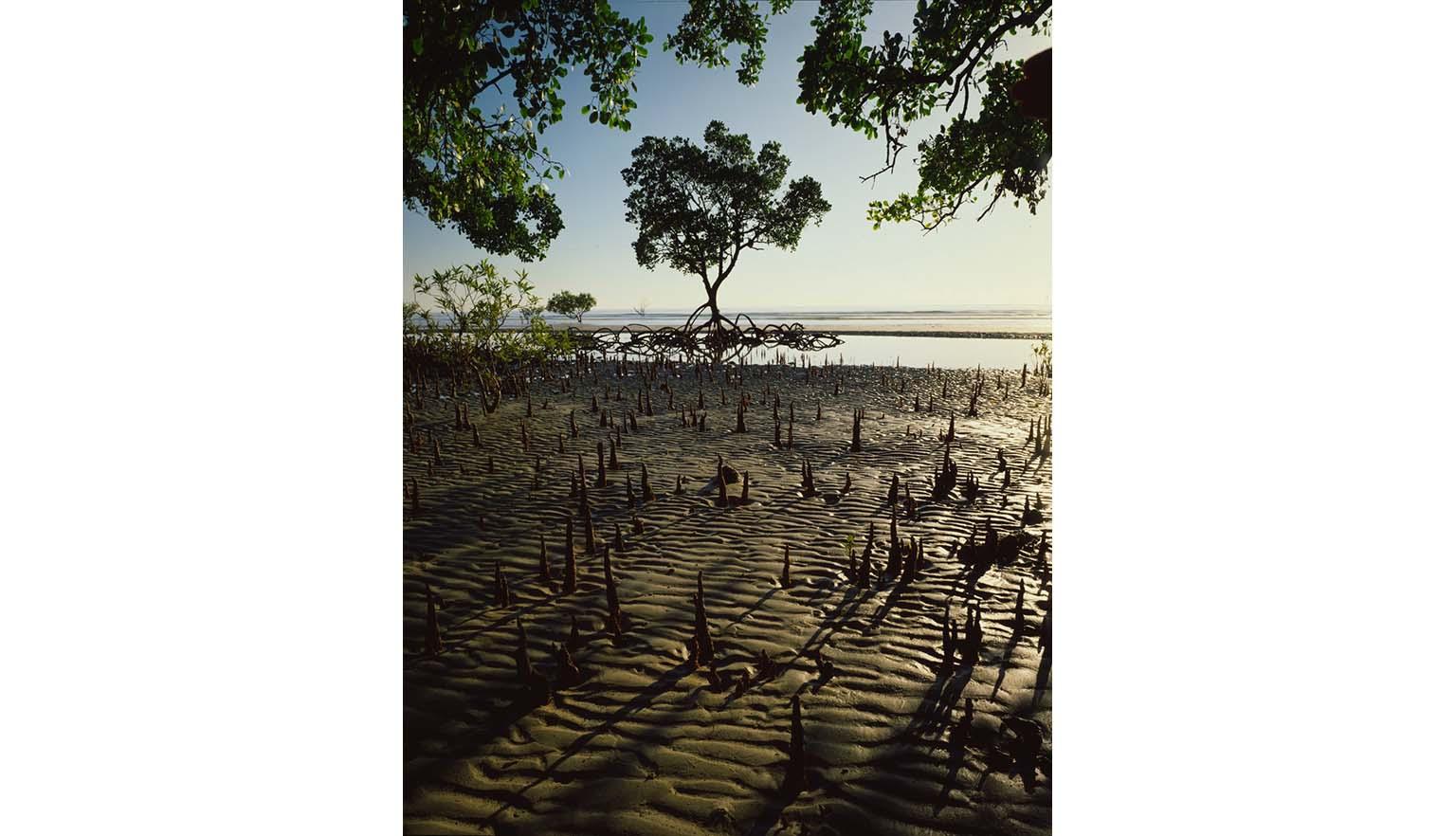 A muddy mangrove flat overhung by green trees. A large mangrove tree sits with roots out of the water in the background.
