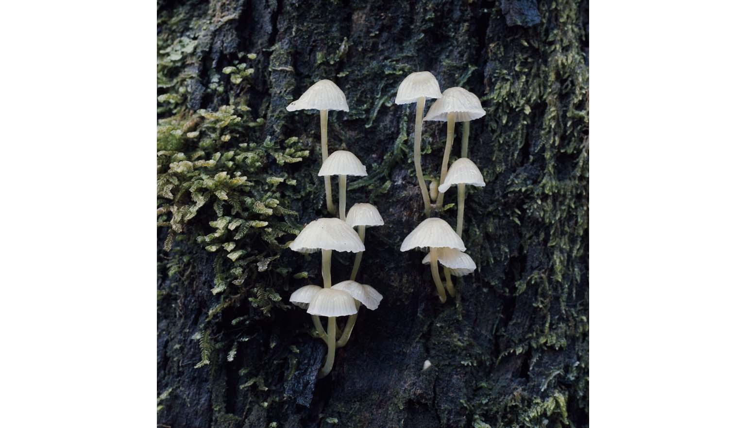 Twelve small white mushrooms grow out of the bark of a tree. Moss also covers the bark.