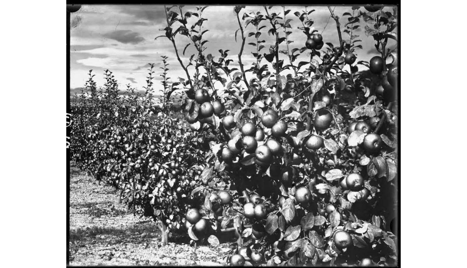 black and white photograph of a row of apple trees laden with fruit