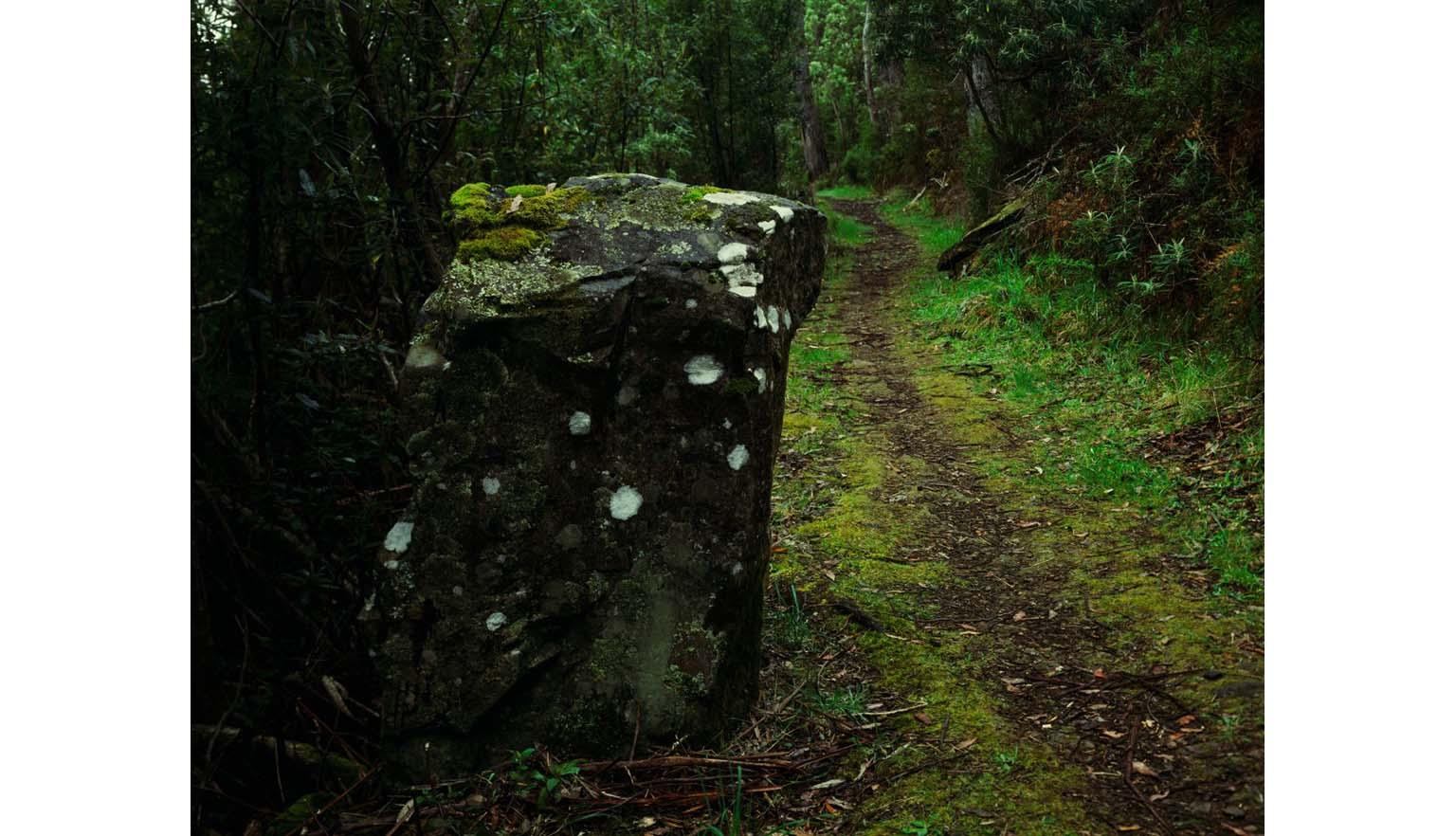 A muddy track leading through the forest. A large moss and lichen covered boulder sticks out into the track.