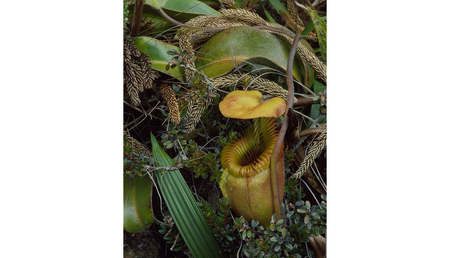 A yellow pitcher plant sits among a variety of green leaves. The plant is open.