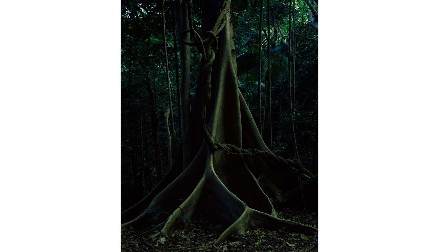  scene deep in a jungle. Large buttress roots of a tree spread across the ground. Vines descend from the canopy.